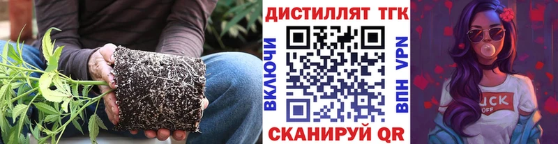 Купить  Ивангород  ТГК концентрат 
