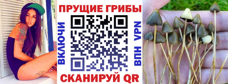 Галлюциногенные грибы MAGIC MUSHROOMS  Купить где  Ивангород 